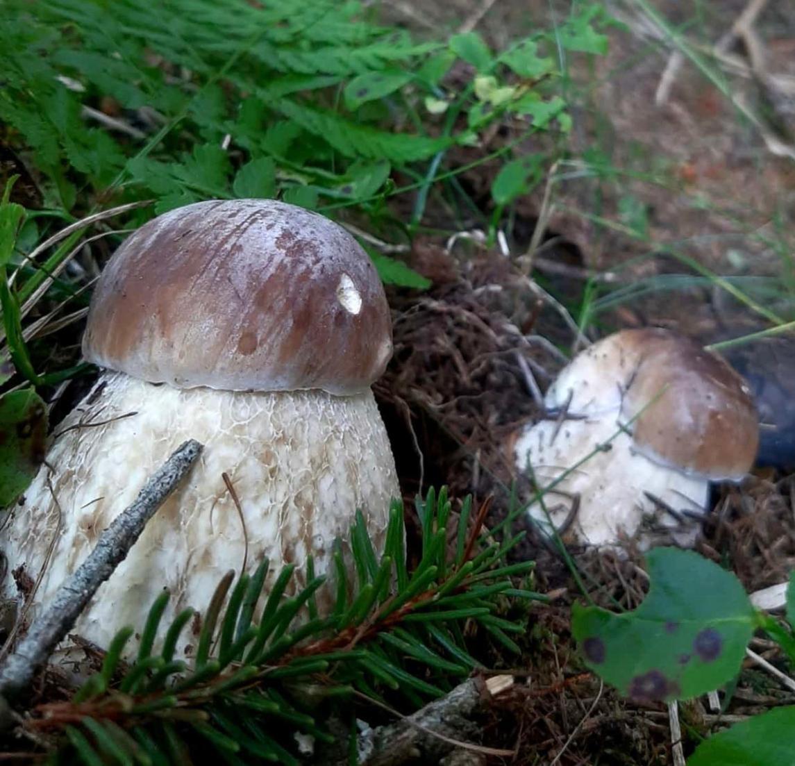 Ciasa Erica - Val Di Non Lejlighed Predaia Eksteriør billede